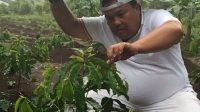 WALI KOTA SIBOLGA BERCOCOK TANAM WALI KOTA SIBOLGA BERCOCOK TANAM