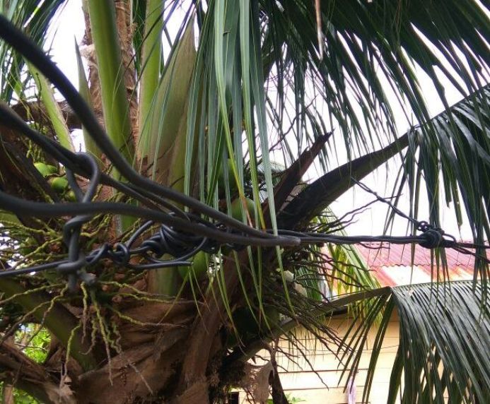 kabel listrik dipohon kelapa