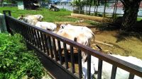 ternak sapi ternak sapi