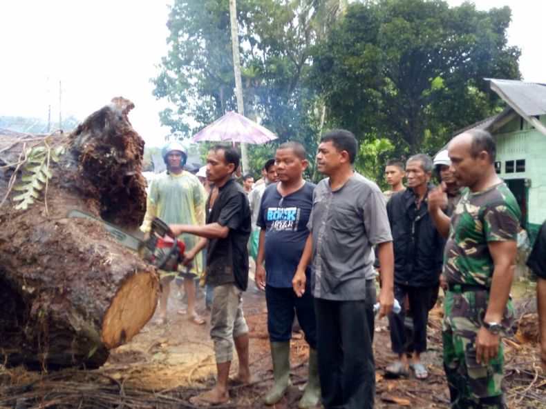 POHON TUMBANG DIEVAKUASI POHON TUMBANG DIEVAKUASI