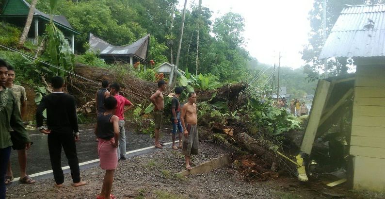 tumbang pohon tumbang pohon