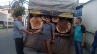 Kodim 0212/TS Serahkan Barang Bukti Tangkapan Kayu Ke Polres Padangsidimpuan 7 kayu diduga ilegal copy