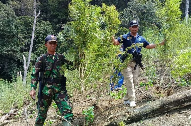 ladang ganja ladang ganja