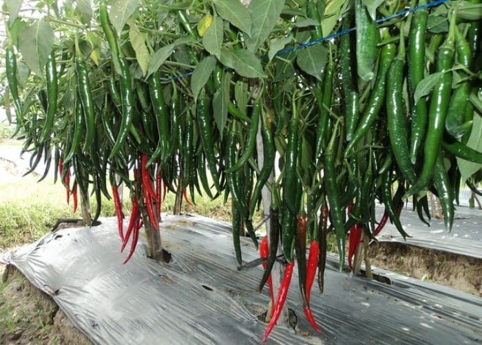 Sepekan Ramadan, Harga Cabai Merah Anjlok di Humbahas 1 cabai