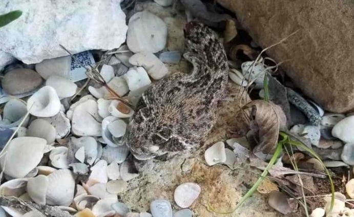 Kepala Ular Ini Bisa Loncat dan Menggigit, Padahal Sudah Dipenggal 1 Screenshot 2018 6 9 Sudah Dipenggal Kepala Ular Ini Masih Menggigit Seorang Pria Dokter Sehat