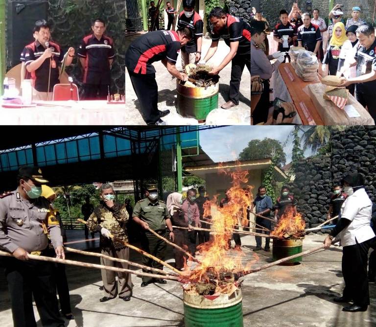Polres Tapsel Musnahkan Puluhan Kilogram Ganja 1 pemusnahan barbut ganja