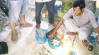 kepergok bungkusi ganja kepergok bungkusi ganja