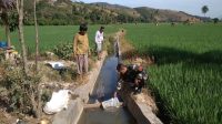babinsa turun kesawah babinsa turun kesawah