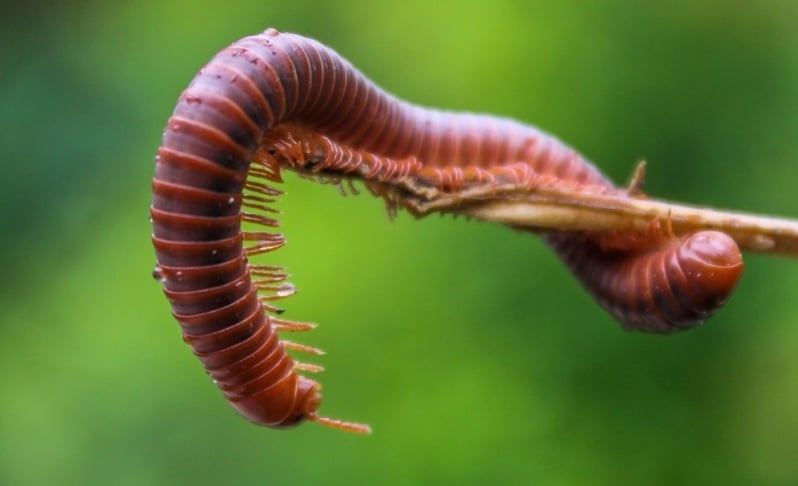 kaki seribu kaki seribu