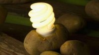 kentang lampu kentang lampu
