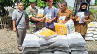 Penyaluran Bibit Jagung Bersubsidi di Madina 13 penyaluran bibit jagung