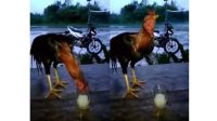 Setelah Minum Tuak, Begini Aksi Ayam Ini, Lihat Videonya 4 Untitled 4