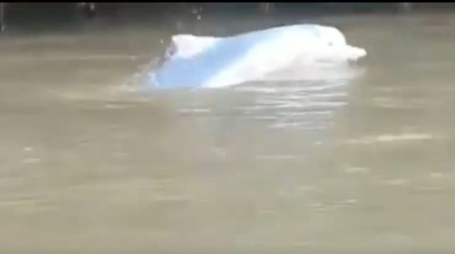 Penampakan Lumba-lumba Warna Putih di Sungai Kualuh Labura, Lihat Videonya 24 putih