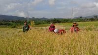 Panen bersama Babinsa di Panji Dabutar 14 PANEN