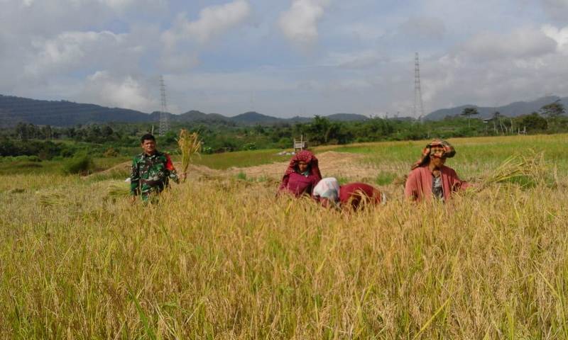 Panen bersama Babinsa di Panji Dabutar 1 PANEN