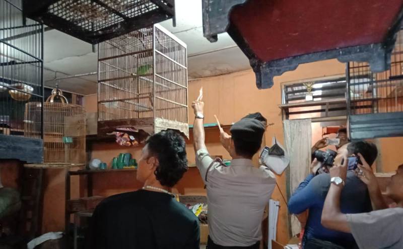 burung murai batu hilang burung murai batu hilang