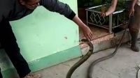 ular king cobra ular king cobra