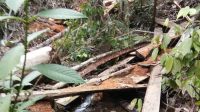 Ada Pembalakan Hutan, Resapan Air ke Kota Sibolga Terganggu 4 hutan
