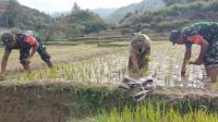 Babinsa Turun ke Sawah 17 sawah 2