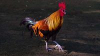 Makna dan Mitos Ketika Ayam Berkokok di Malam Hari ayam 1