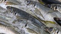 Ilustrasi ikan ikan kembung