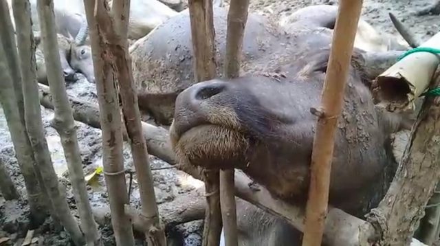 VIDEO Penampakan Tumpukan Kerbau yang Mati Disambar Petir di Tapanuli Tengah 18 snapshot 001 2