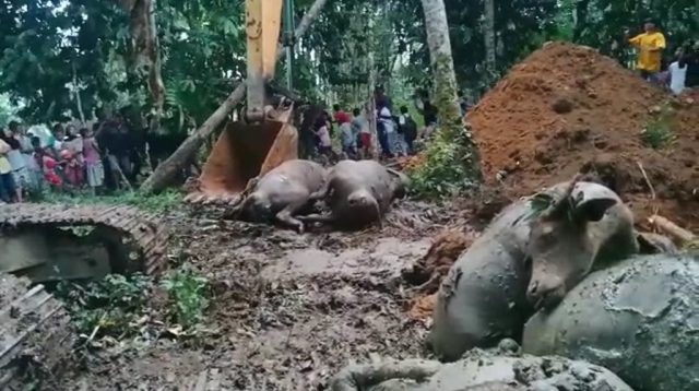 Warga Berhamburan di Lokasi Penguburan 19 Ekor Kerbau, Apa yang Terjadi? Tonton Videonya 13 snapshot 001 4