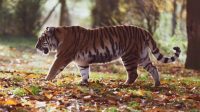 Jejak Harimau Ditemukan, Warga Diimbau Tidak Sendirian ke Kebun 11 Screenshot 2019 11 30 Gambar gratis di Pixabay Harimau Amur Harimau Predator