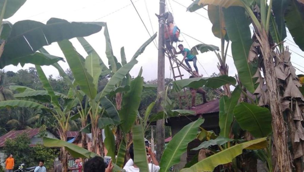 kesetrum kesetrum