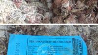 Bawang WhatsApp Image 2020 06 17 at 21.29.04
