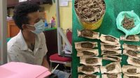 Dikepung Polisi, Pria Warga Taput Buang Ganja dari Lantai II Rumahnya 16 Untitled 8