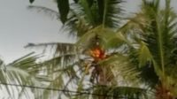 Heboh, Pucuk Pohon Kelapa Terbakar di Tapteng 21 IMG 20210316 182223