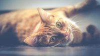 kucing kucing