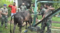 Sambut Idul Fitri 1442 H, Korem 023/KS Potong 2 Ekor Sapi Dalam rangka menyambut Hari Raya Idul Fitri 1442 Hijriah, Korem 023/KS memotong dua ekor sapi untuk dibagikan kepada Prajurit dan PNS, Selasa (11/5/2021).
