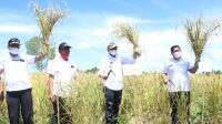 Petani ke Bupati Taput: Perhatian Bapak Seperti Perhatian Presiden Jokowi Bupati Tapanuli Utara Drs. Nikson Nababan, panen perdana padi Gogo di Dusun II, Sihantandahon, Desa Pohan Julu Kecamatan Siborongborong, Kabupaten Tapanuli Utara, Rabu (16/6/2021).