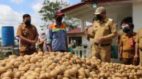 Bupati Taput Nikson Nababan panen perdana kentang untuk penangkaran seluas dua hektar di Dusun Pealangge, Desa Paniaran Kecamatan Siborongborong, Senin (19/7/2021).