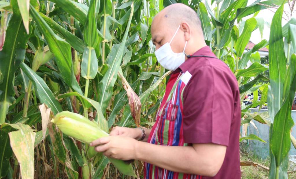 Pertanian Penyumbang Terbesar Pertumbuhan Ekonomi Taput di Tengah Pandemi Bupati Taput Nikson Nababan.