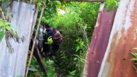 Polisi Tangkap Seorang Pria di Humbahas saat Asyik Nyiram Tanaman Ganja Tersangka DM saat Digiring dari Lokasi Tanaman Ganja.