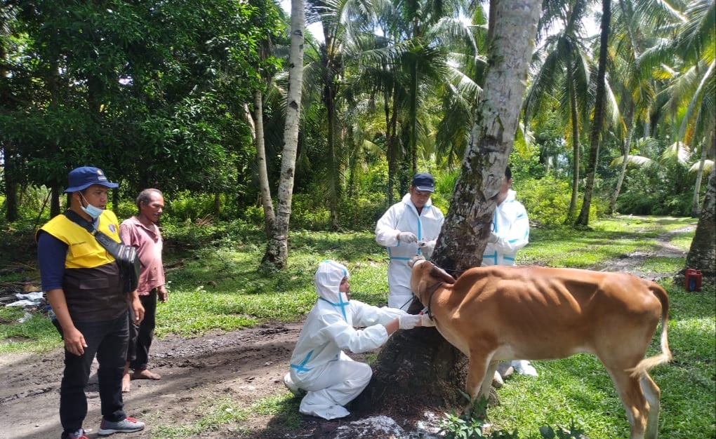 Ratusan Ekor Kerbau dan Sapi di Tapteng Dinyatakan Positif PMK, 3 Kecamatan Lockdown! 1 IMG 20220706 132231