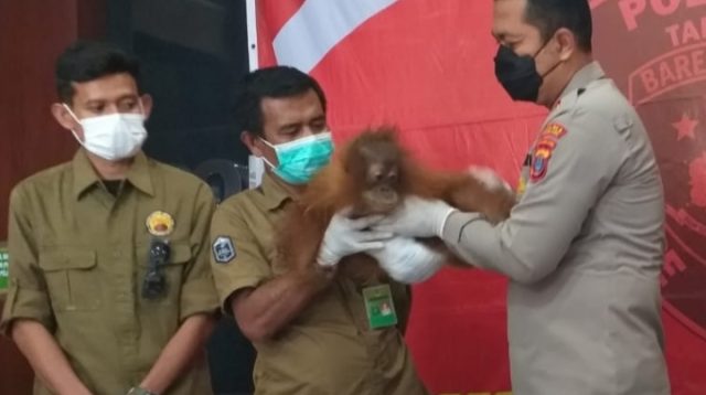 Warga Taput Selamatkan Bayi Orang Utan yang Ditinggal Induknya 18 IMG 20220929 175423