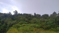 hutan di kecamatan adiankoting taput