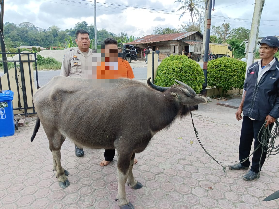 2 Warga Sibolga Tapteng Ketahuan Mencuri Kerbau di Tapanuli Utara 1 IMG 20241102 125841