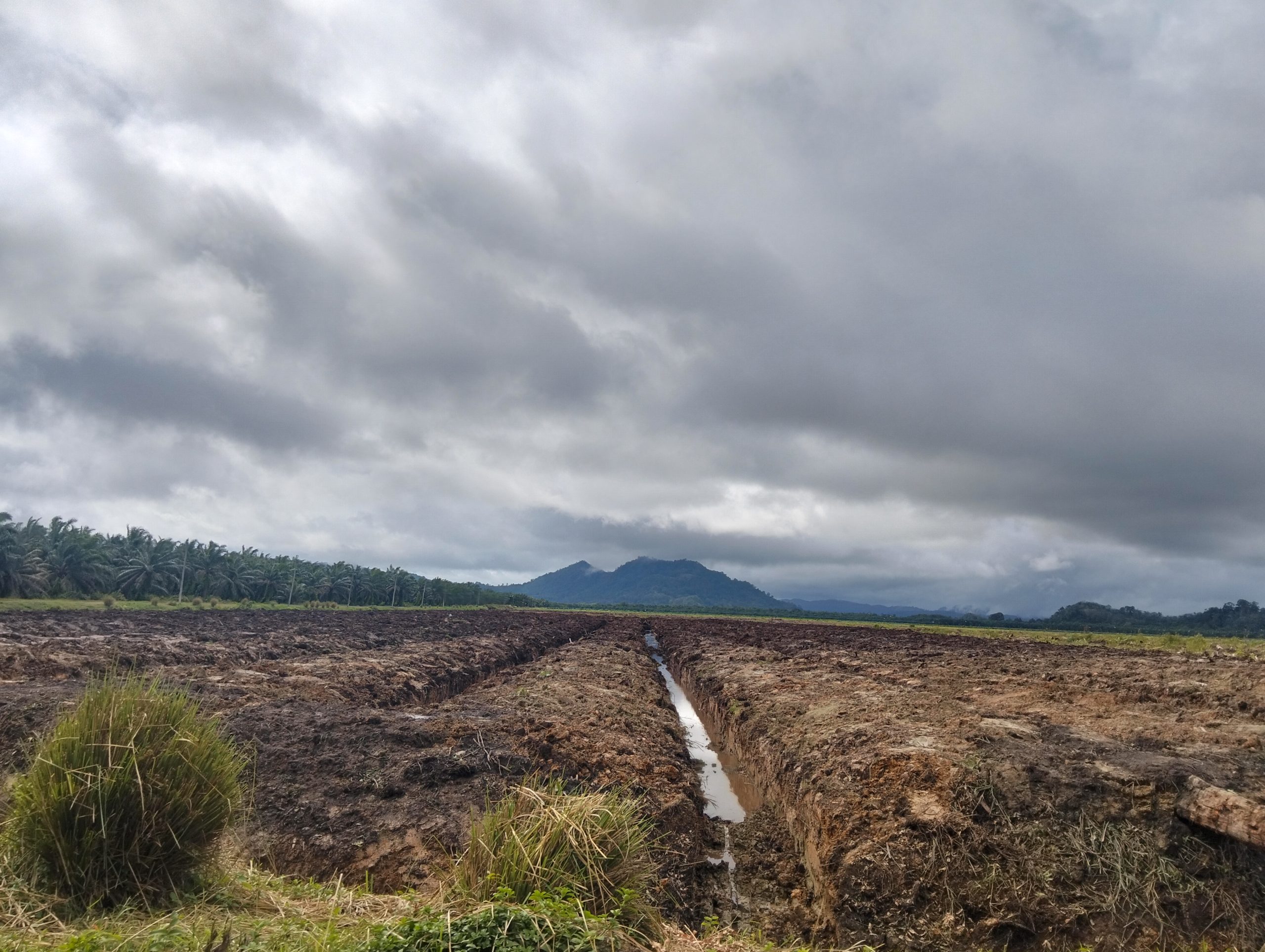 PT CPA Diduga Replanting Lahan Perkebunan Sawit Ditengah Pemulihan Pascabencana Tapteng 3 IMG20260621150414 scaled