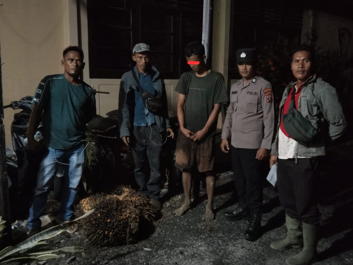 Dilapor Centeng PT CPA, Pemuda Diduga Curi Empat Tandan Sawit Diamankan di Pinangsori Tapteng 1 WhatsApp Image 2026 07 14 at 02.11.36